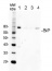 BiP | Lumenal-binding protein (goat antibody)